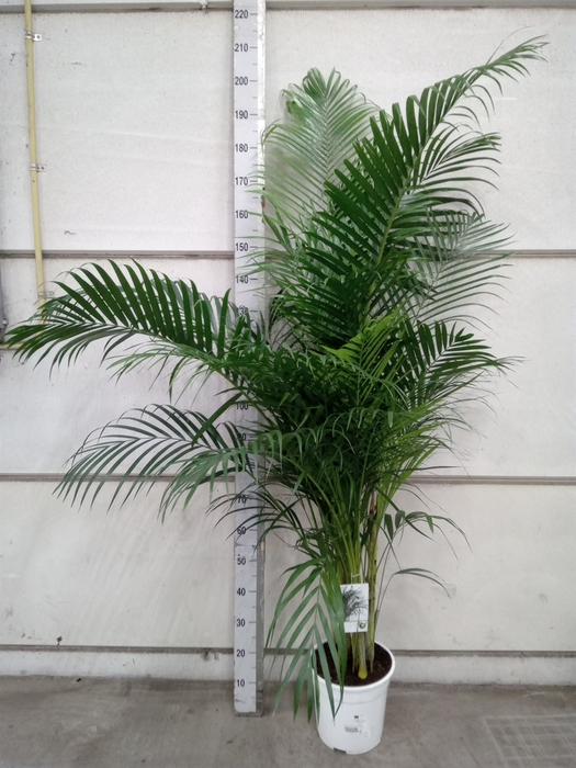 <h4>Dypsis lutescens   ...Chrysalidoca</h4>