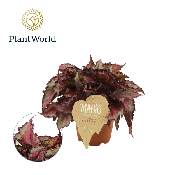 <h4>Begonia rex Spitfire</h4>
