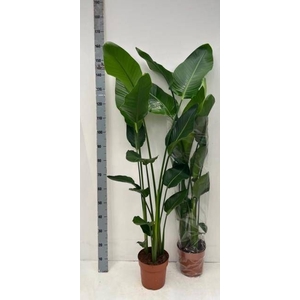 STRELITZIA NICOLAI