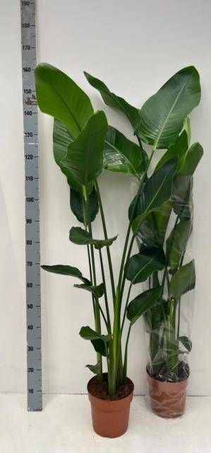 <h4>STRELITZIA NICOLAI</h4>