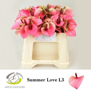 Anthurium Summer Love