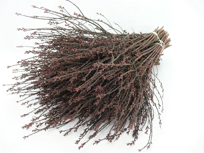 <h4>Gagel ( Myrica ) 60cm</h4>