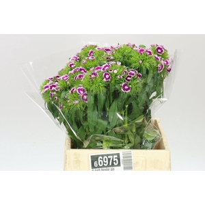 Di Barb Bicolor Pink