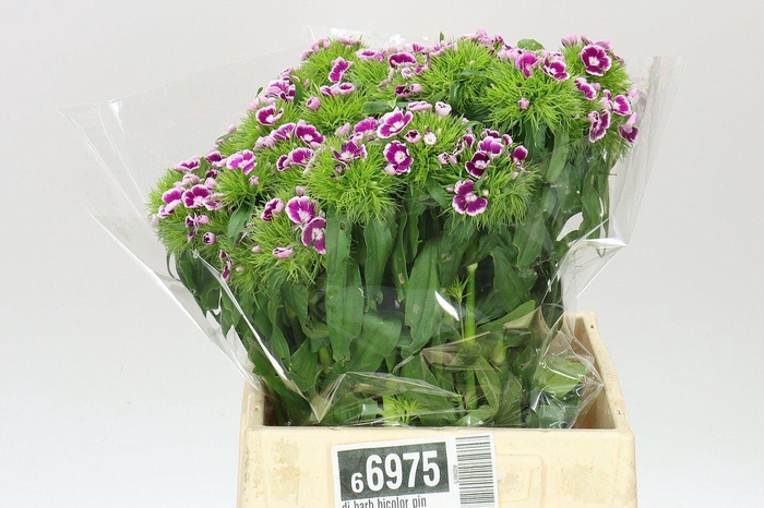 <h4>Di Barb Bicolor Pink</h4>