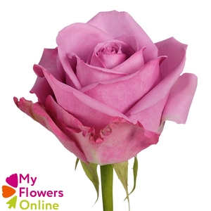 R Gr Cool Water! Lavander 50cm EC