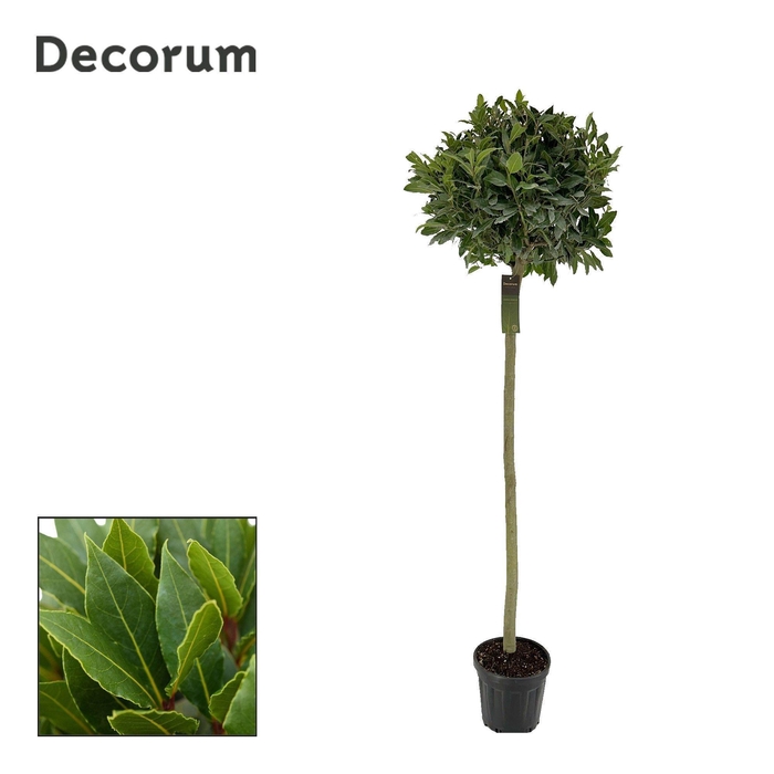 <h4>Laurus nobilis Bol op stam</h4>