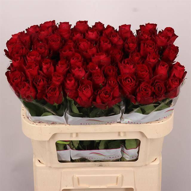 <h4>R GR MADAM RED</h4>