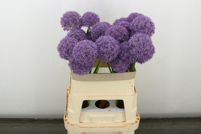 <h4>Allium Grootbloemig</h4>