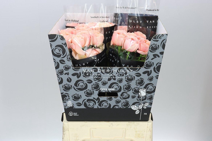 <h4>Rosa Gr Tres Jolie</h4>