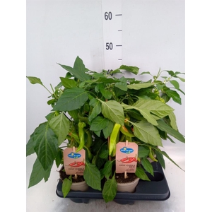 Capsicum annuum   ...peper