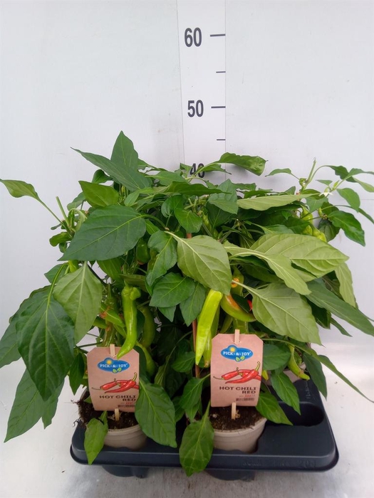 <h4>Capsicum annuum   ...peper</h4>