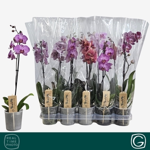 PHAL GEM 4 KL