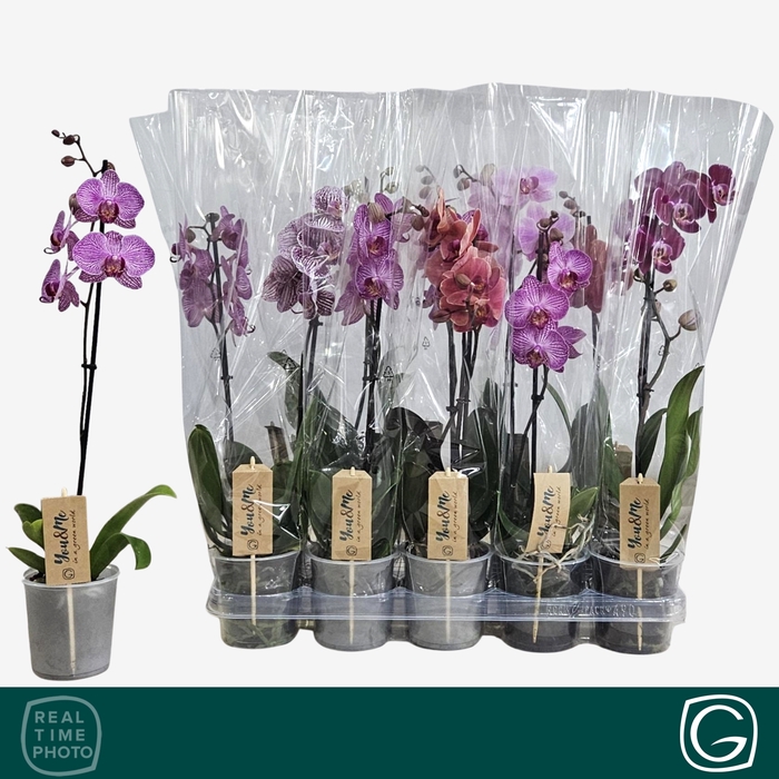 <h4>PHAL GEM 4 KL</h4>