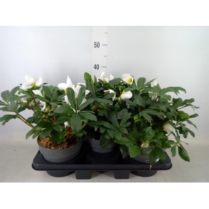 Helleborus niger 'Mon Blanc'