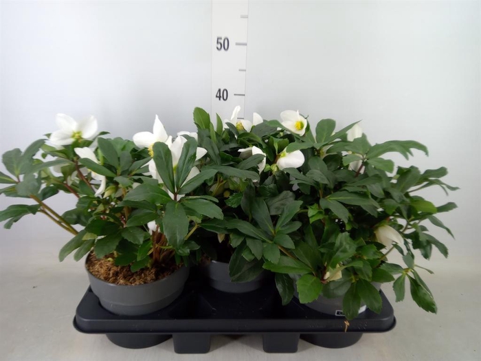 <h4>Helleborus niger 'Mon Blanc'</h4>