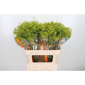 Anethum Graveolens Xl