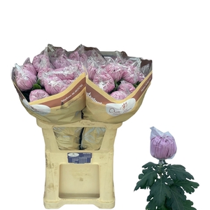 CHR G VIENNA PINK