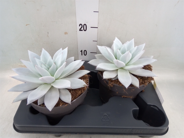 <h4>Echeveria  'Mexican Giant'</h4>