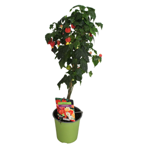 Stam 19cm Abutilon Red