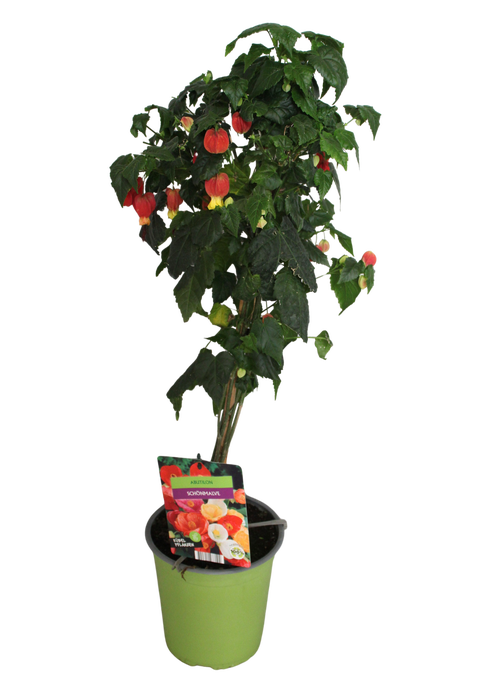 <h4>Stam 19cm Abutilon Red</h4>