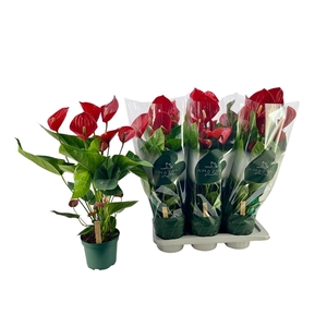 Anthurium (Andreanum Grp) Melodia