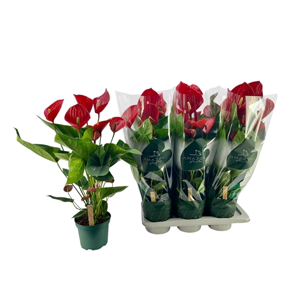 <h4>Anthurium (Andreanum Grp) Melodia</h4>