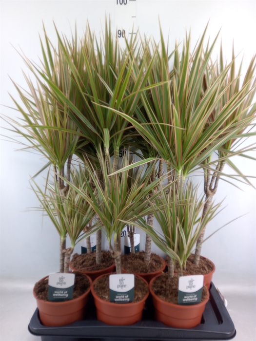 <h4>Dracaena marg. 'Bicolor'</h4>