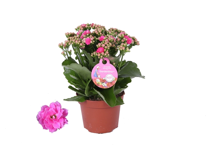 <h4>Kalanchoe Gardenlina 12cm roze</h4>