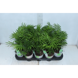 CHAMAEDOREA ELEGANS P11