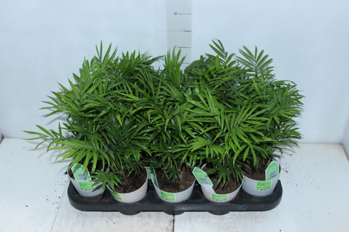 <h4>CHAMAEDOREA ELEGANS P11</h4>