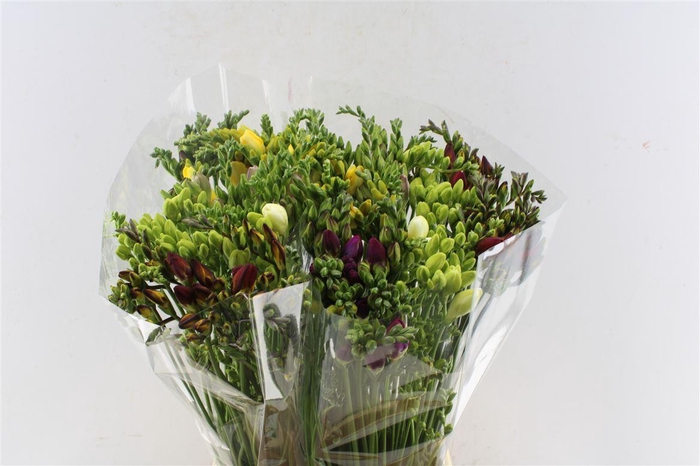 <h4>Fr Dubbel Mixed Extra</h4>