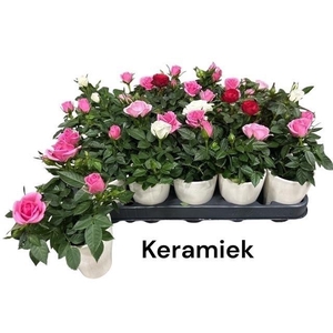 ARR ROSA POT