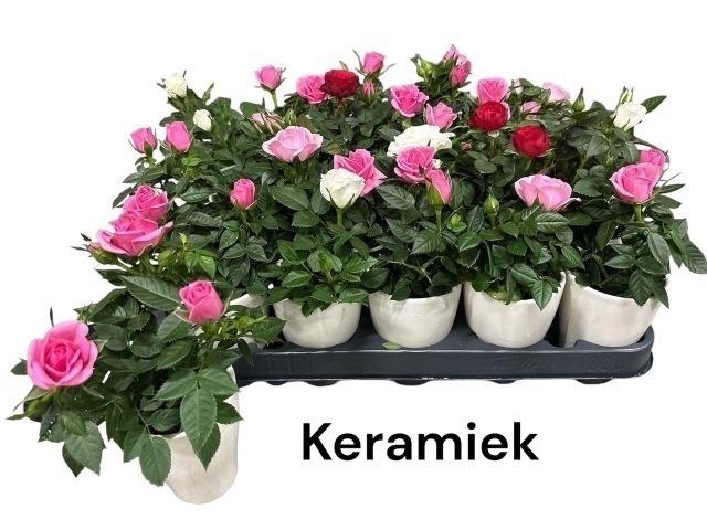 <h4>ARR ROSA POT</h4>