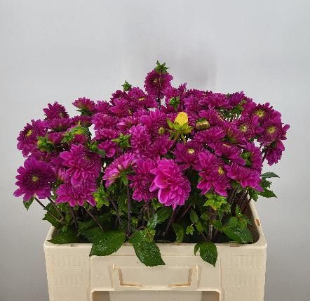 <h4>DAHL BALL PURPLE FOX</h4>
