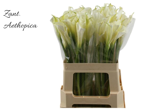 <h4>ZANT AETHIOPICA OV</h4>