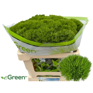 Di Barb Green Wicky