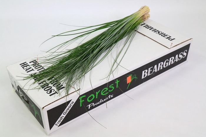 <h4>Beargrass x40</h4>