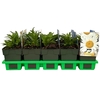 Leucanthemum (Superbum Grp) Madonna