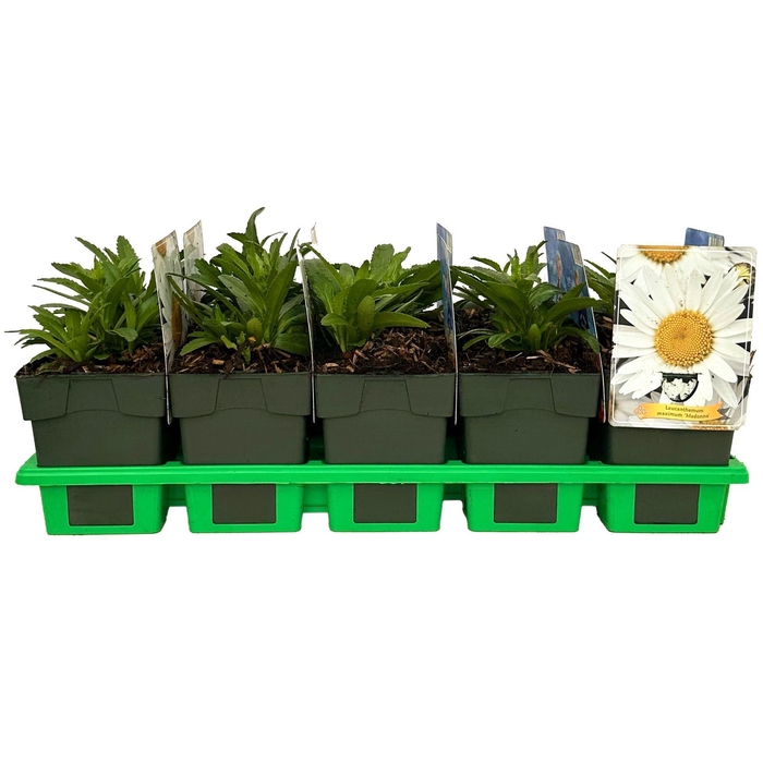 Leucanthemum (Superbum Grp) Madonna
