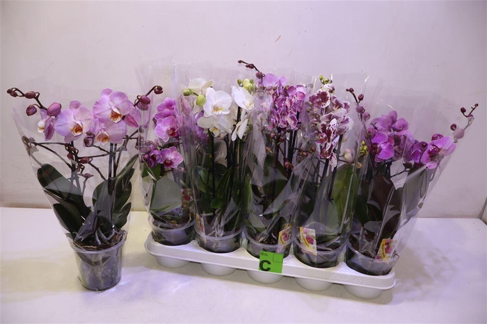 <h4>arr8 Phal Gem</h4>