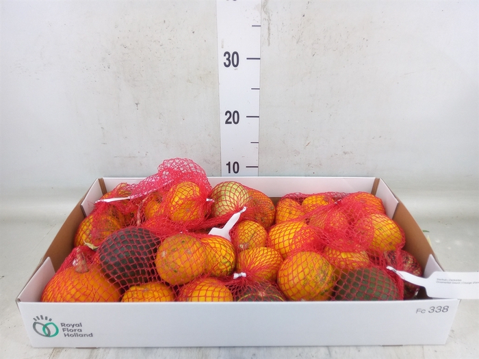 <h4>Cucurbita</h4>
