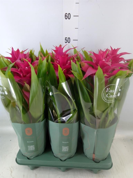 <h4>Guzmania 'Deseo Pink'</h4>