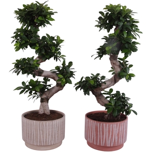Ficus m. Ginseng S-Shape Ø24cm in Ø26cm Ceramic NT667