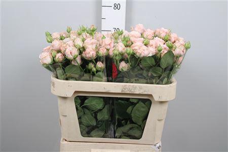 <h4>R Tr Bombastic</h4>