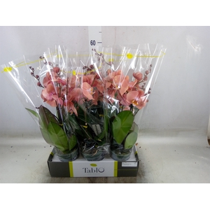 Phalaenopsis   ...rose