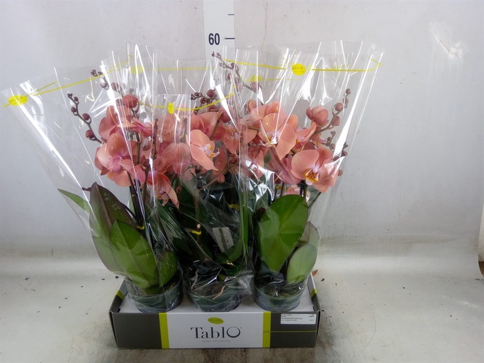 <h4>Phalaenopsis   ...rose</h4>