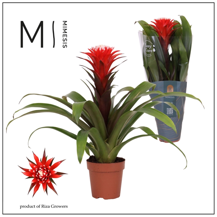 <h4>Guzmania Hope</h4>