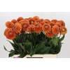 Dahlia Cornel Bronze