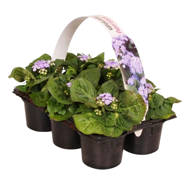 <h4>Ageratum houstonianum blauw 6p</h4>