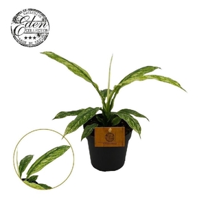Spathiphyllum Vivaldi